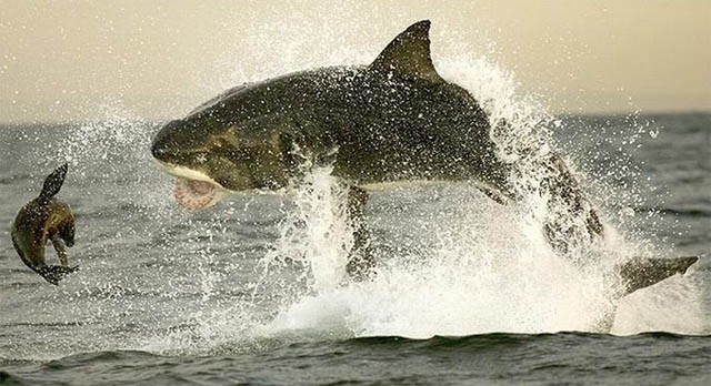 Cá mập trắng thường bơi và săn mồi vào ban ngày. Chúng có thể bơi tới 32 km/giờ. Chúng có thể nhảy lên khỏi mặt nước 6 m. Cá mập trắng là loài động vật thông minh, chúng tiếp cận con mồi từ bên dưới mặt nước và tấn công bằng cú táp khủng khiếp. Gặp con mồi ưa thích con cá sẽ đuổi cho bằng được.